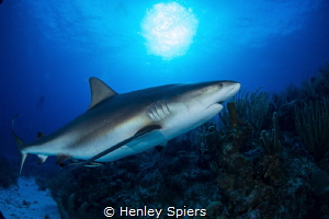 Pregnant Caribbean Reef Shark by Henley Spiers 